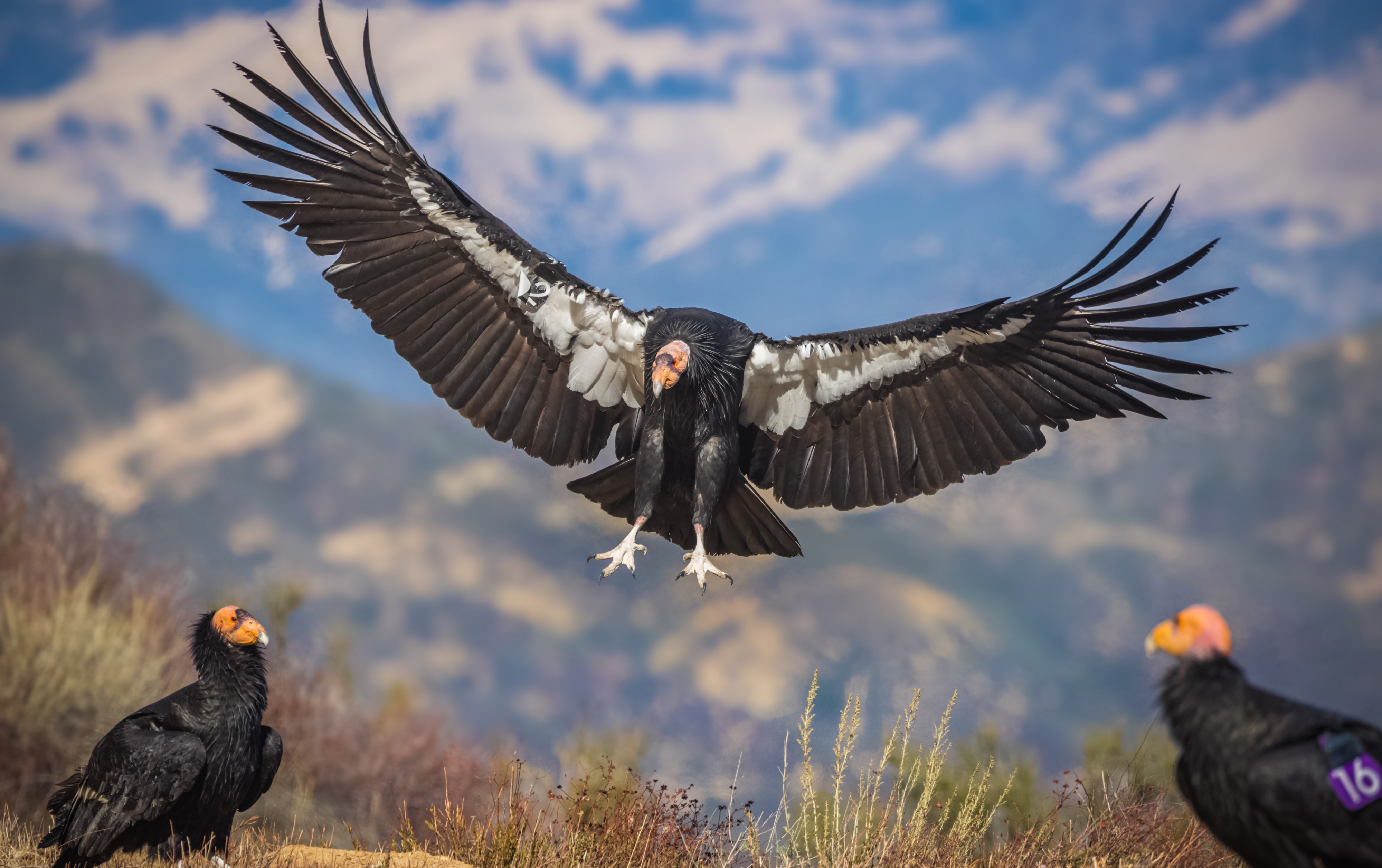 Comeback of the California Condor Oregon Wild